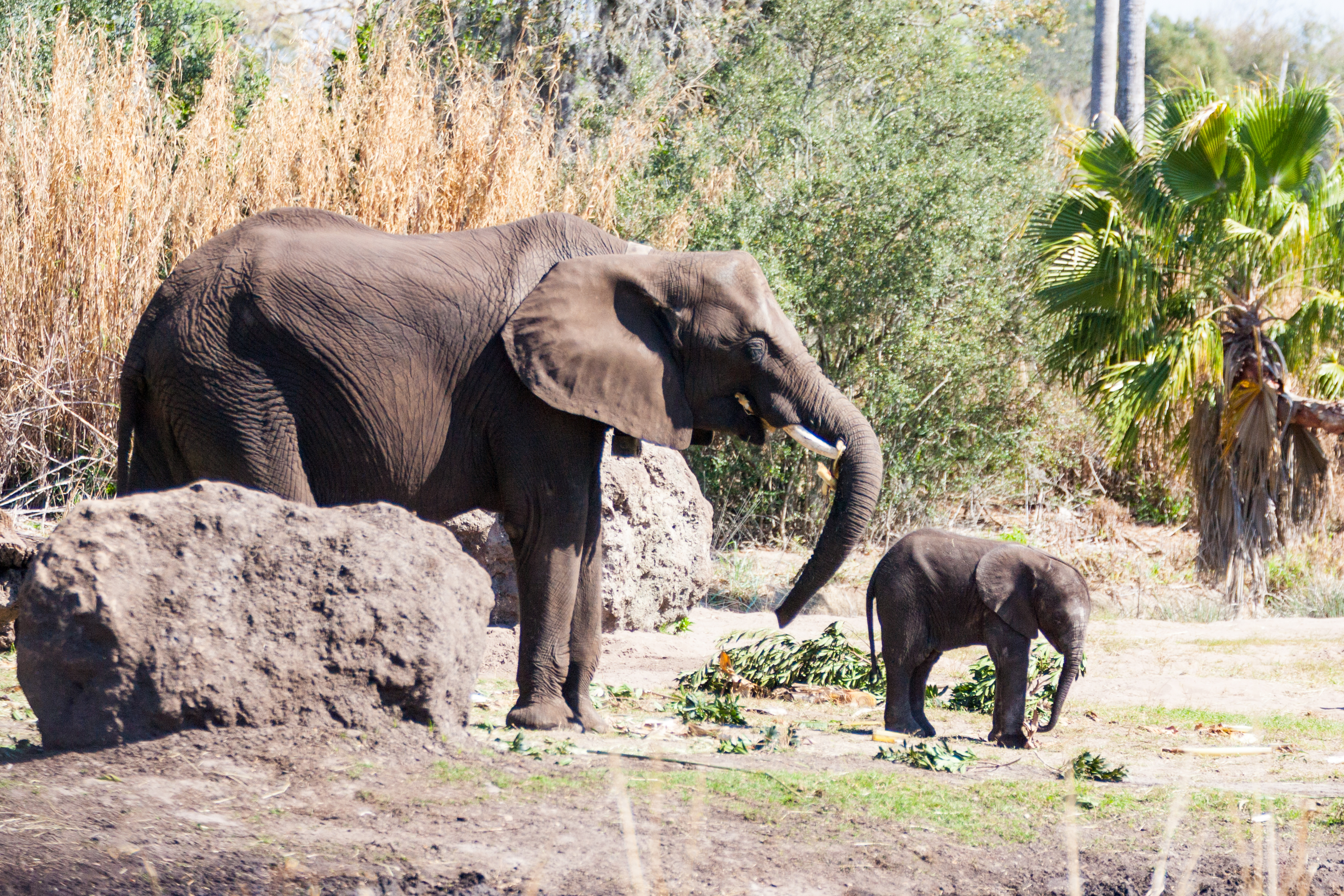 Disney Animal Kingdom