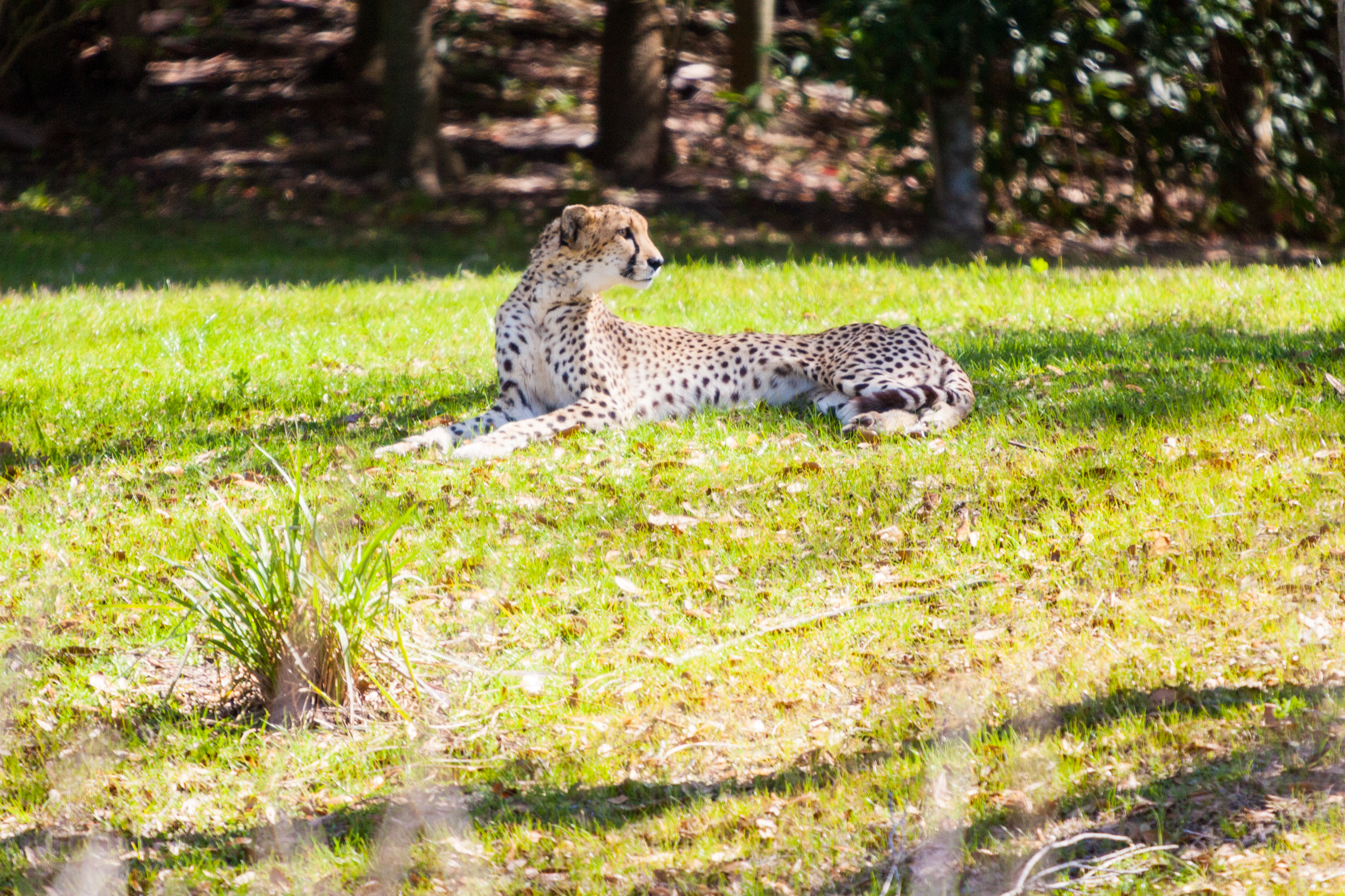 Disney Animal Kingdom