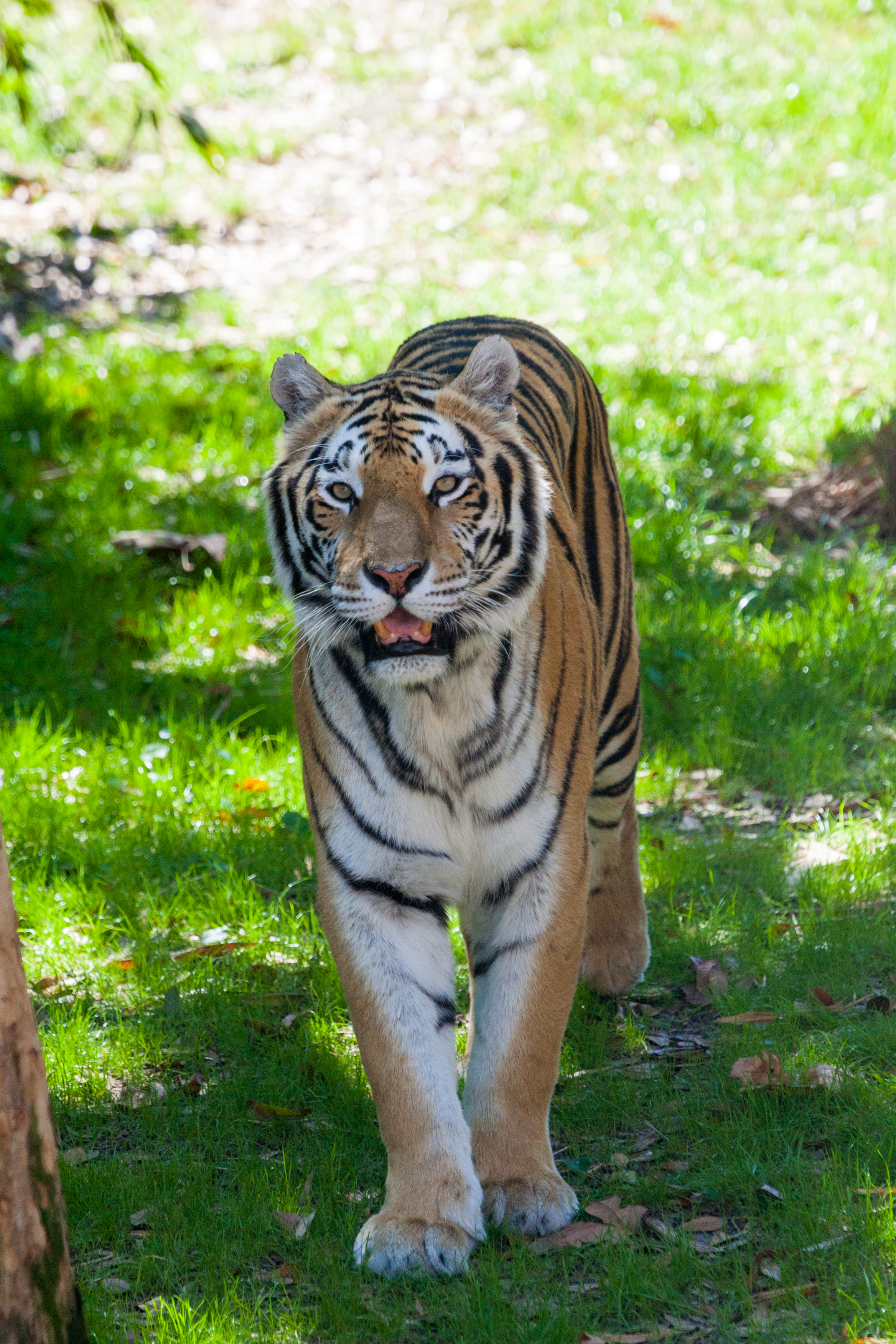 Disney Animal Kingdom